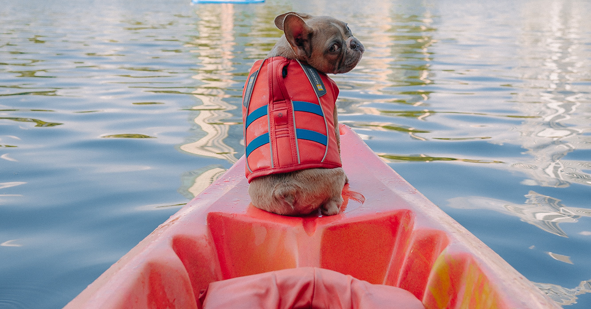 A dog in a life vest on a kayak on a lake